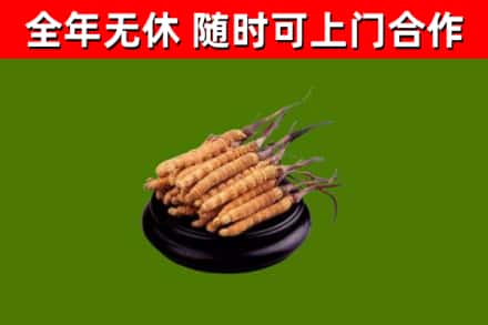 揭东烟酒回收冬虫夏草.jpg