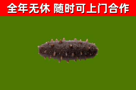 揭东烟酒回收干海参.jpg